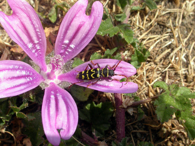 Plagionotus scalaris (Cerambycidae)